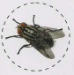 FUMIGATION